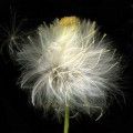 13 windblown