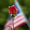 American Rose