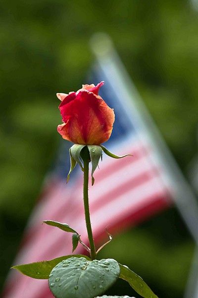 American Rose