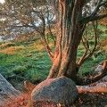 cedar rock bay farm duxbury