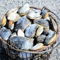 Jane Nielson - Basket of Summer Goodness