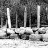 Beach Sentinels