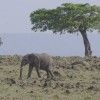 Elephant Tree 6188