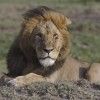 Lion 6878