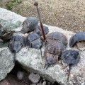 Horseshoe Crabs