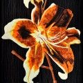KThemel CopperLily