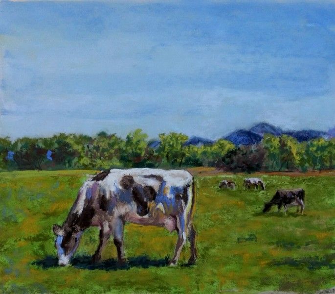 New Zealand Cows