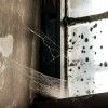 Judith Montminy - Webs of Wicklow Gaol