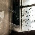 Judith Montminy - Webs of Wicklow Gaol