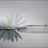 Lynne Ford Floating on the Calm