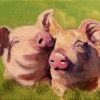 cuddling pigs