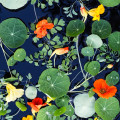 sunlit rafts