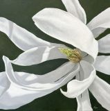 magnolia light